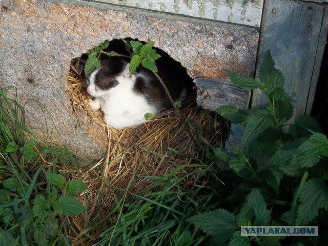 Жизнь домашнего приюта для котеек 22