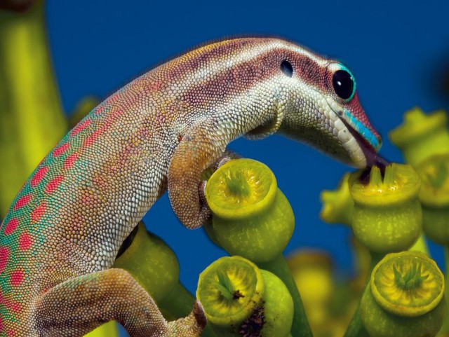 National Geographic,избранное...