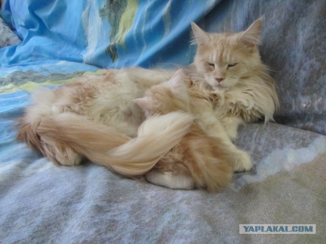 Котовторник 20.01.2015