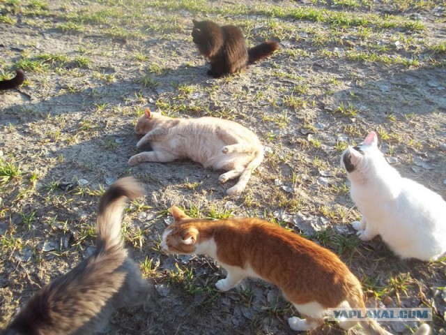 Жизнь домашнего приюта для котеек 53