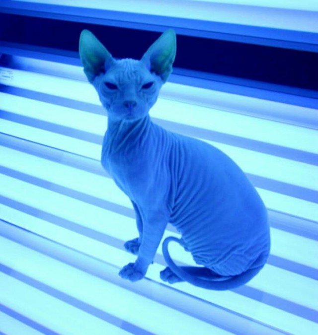 Когда в доме есть кот...