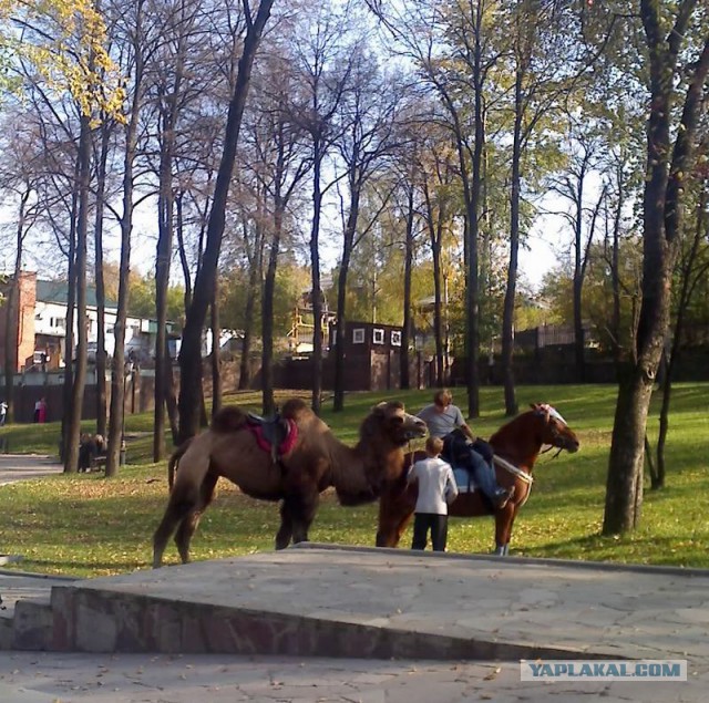 Обычное дело в Тюмени