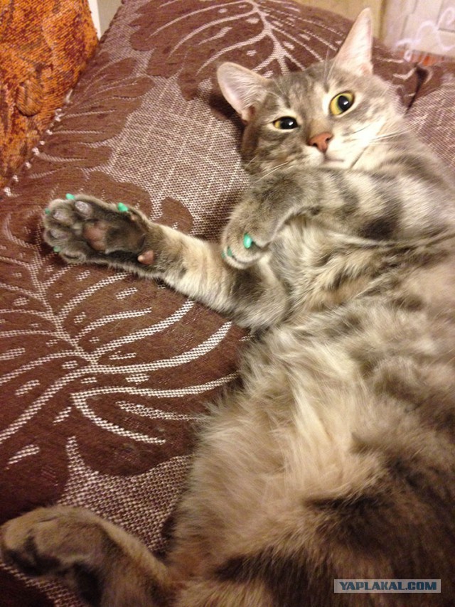Котиков пост