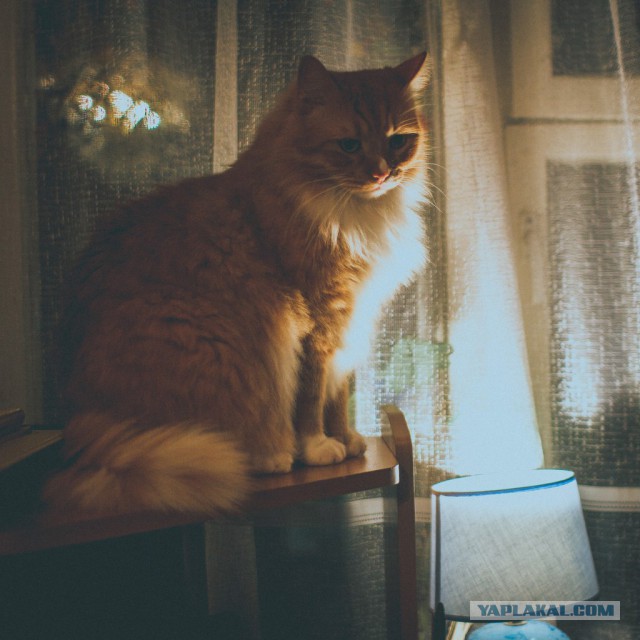 Котовторник