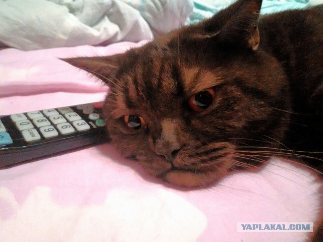 Котовторник