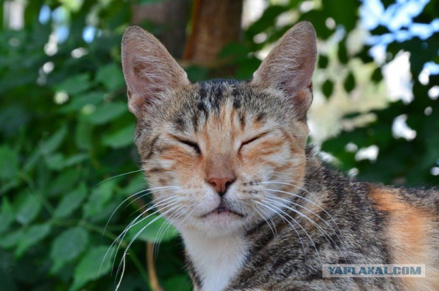 Котовторник 15-09-2015 !