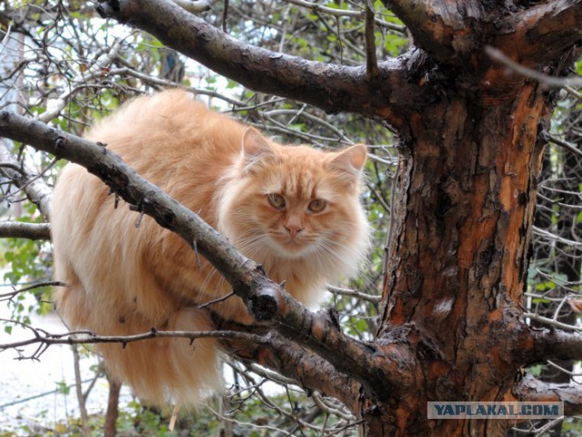 Котовторник 17.11.2015