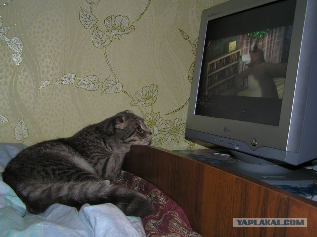 Пост невероятной кошачьей красоты. 25 фот.