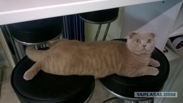 Наш Котяра