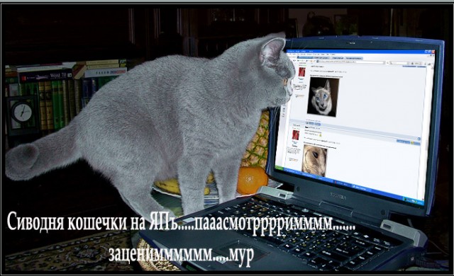 Коты, кошки, котята