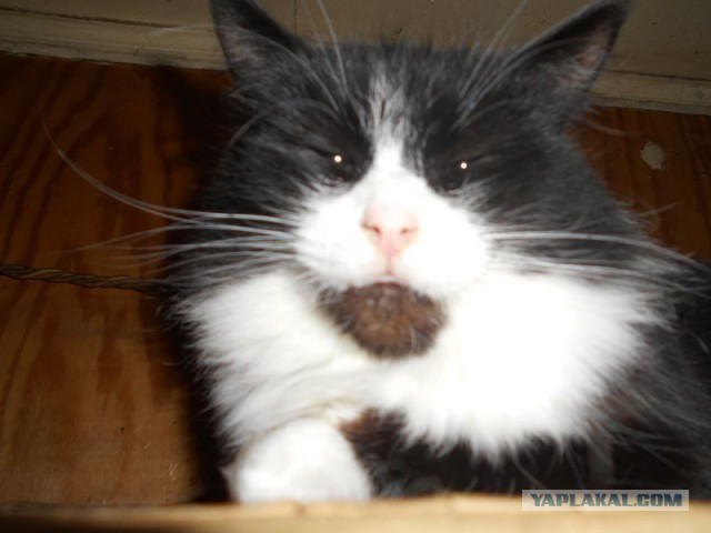 Жизнь домашнего приюта для котеек 107