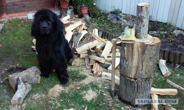 Быстрая колка дров с помощью покрышек