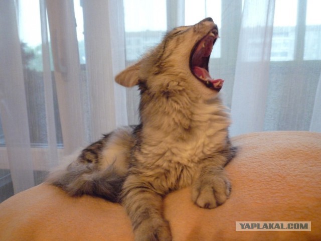 Мой зевающий кот