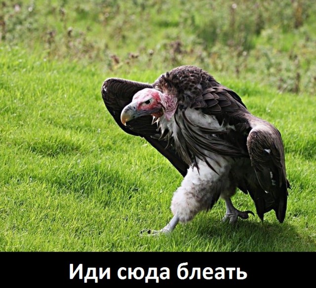 Одни из самых неприятных созданий на Земле