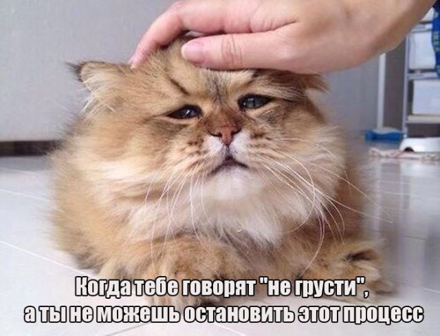 Коты из сети