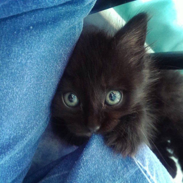 Коты из сети