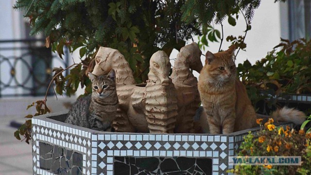 Севастополь захвачен котами!