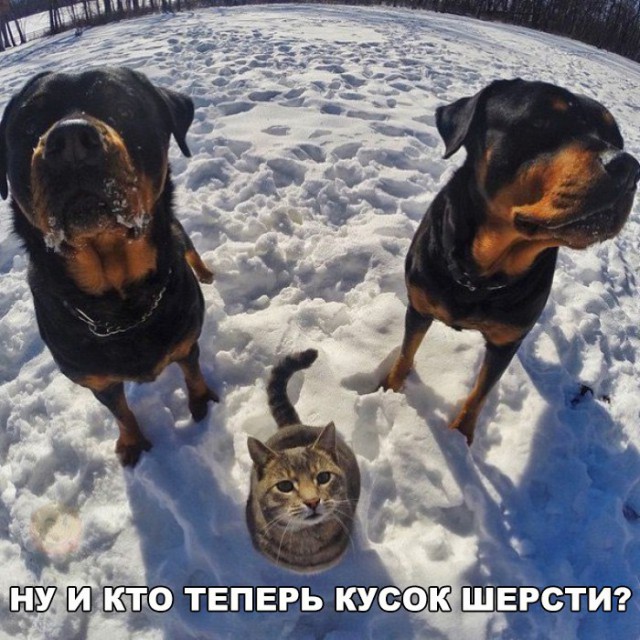 Подборка безудержного веселья