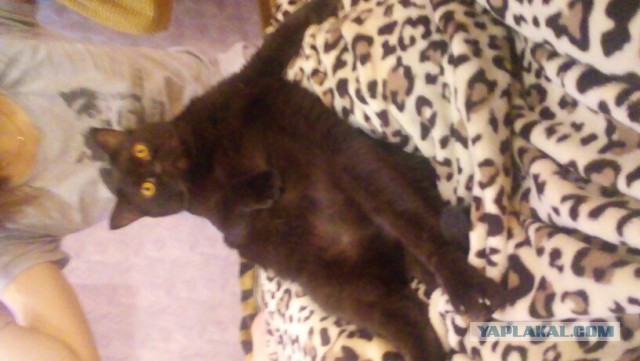 Коты и Кошки
