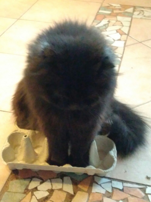 Коты и Кошки