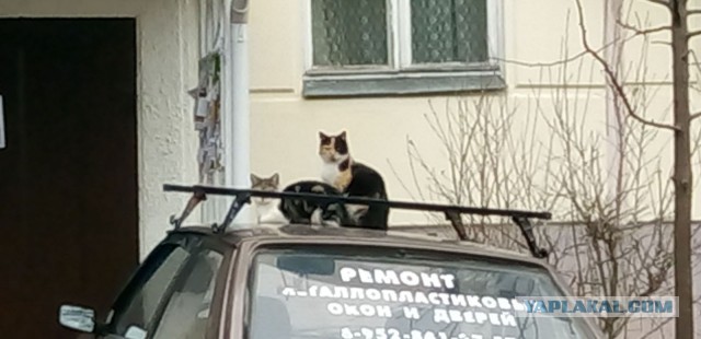 Котовторник  13.02.2018