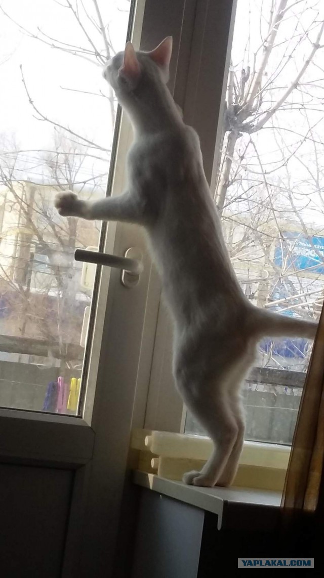 А не открыть бы нам котовторник 03.04.2018
