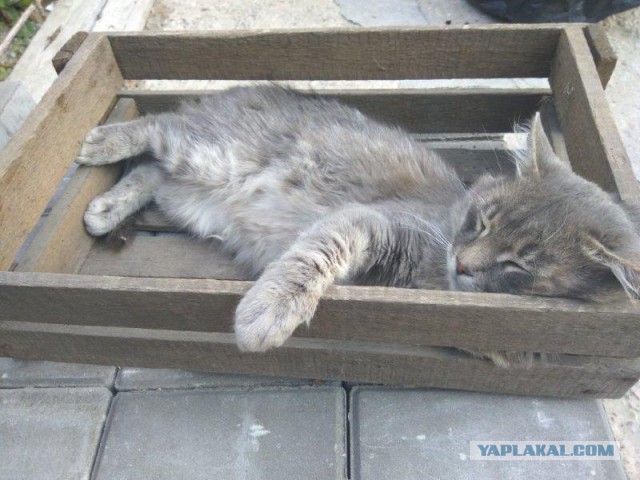 Коты застигнутые врасплох