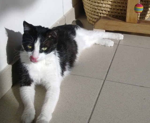 Котовторник 29.5.18