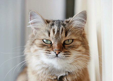 Котовторник  на  ЯПлакалъ
