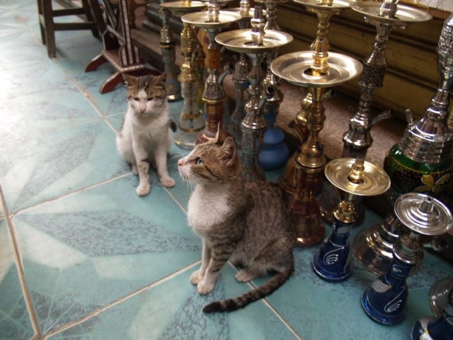 Котовторник в Египте