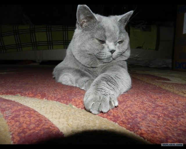 Котовторник!