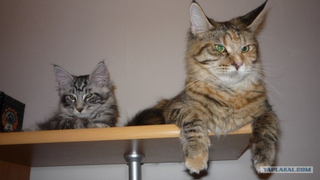 Котовторник, для любителей кошек