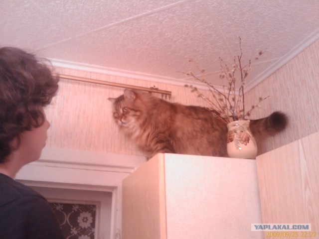 Десантный котовторник