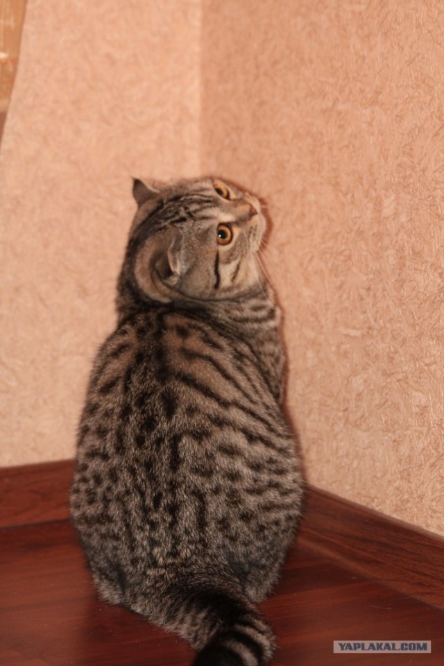 Профессиональный котовторник