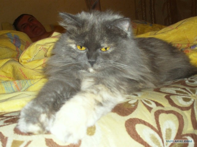 Первый котовторник октября