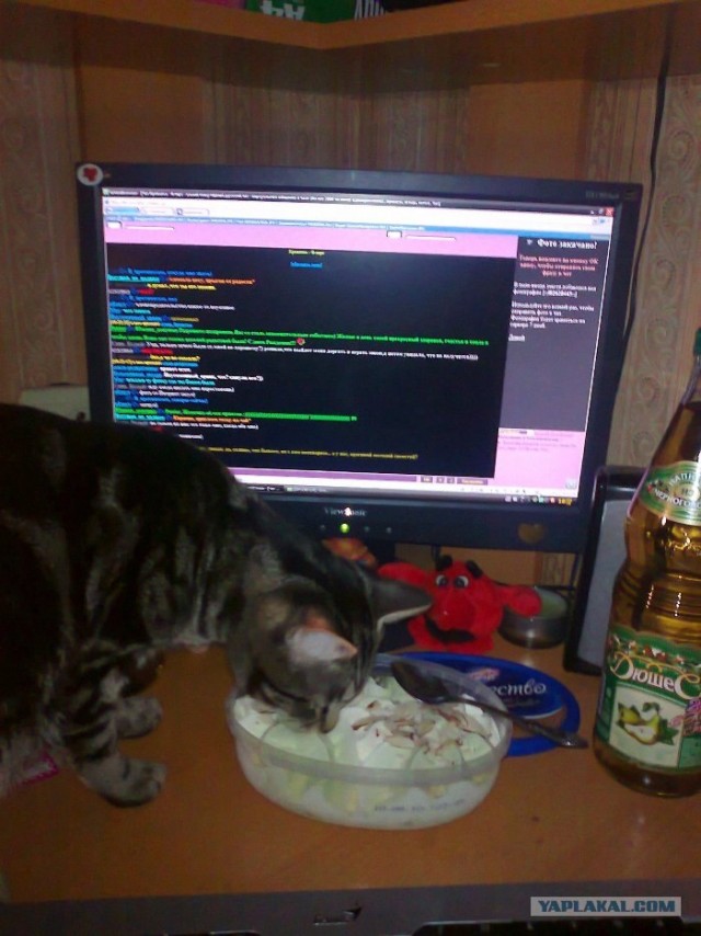 Котовторник (10.01.2012)