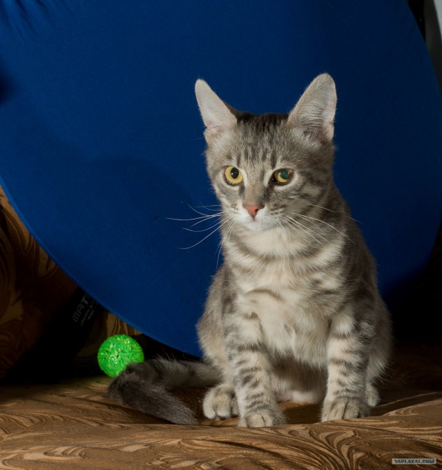 Котовторник (14.02.2012)