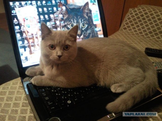 Котовторник   5.06.2012