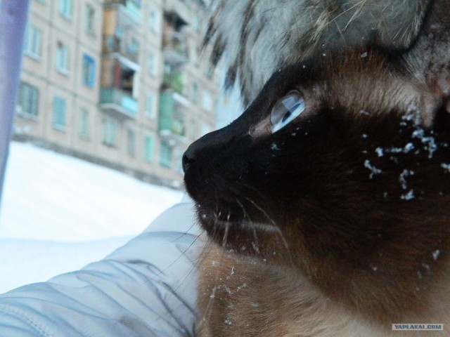 Котовторник 10. 07. 2012