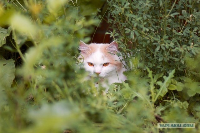 Котовторник 24.07.2012