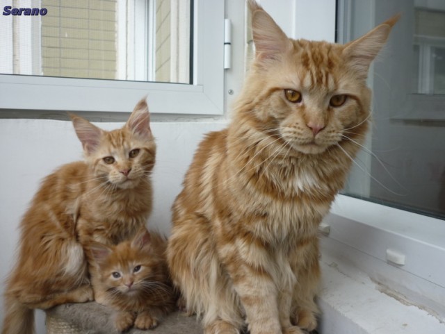 Котовторник 07.08.2012