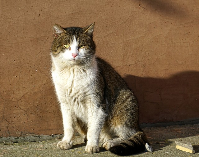 Котовторник 29.01.2019!