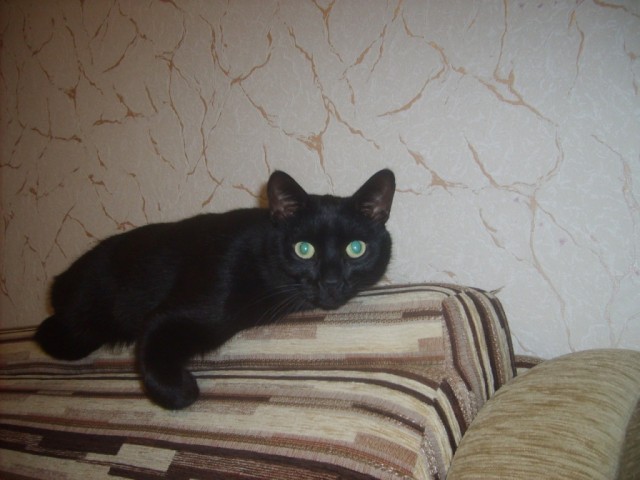 Необычный кот