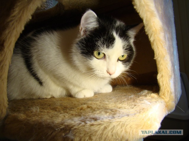 Котовторник 19.02.2019