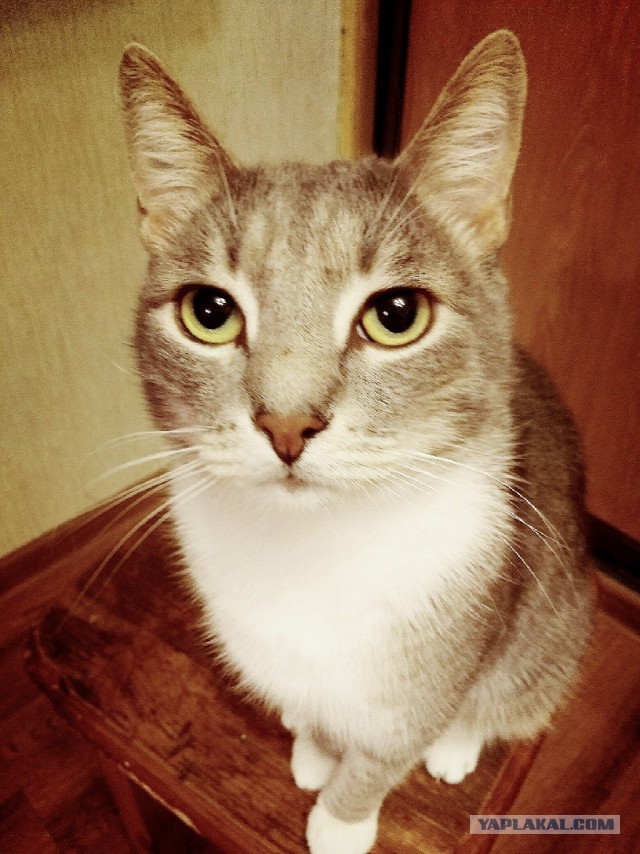 С Днём кошки!