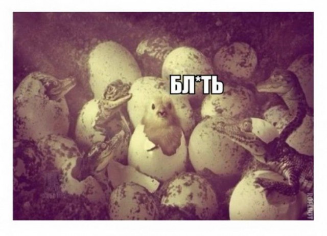 НеТЛЕНнные картинки