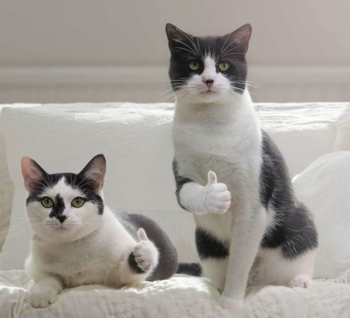 Эволюция котика