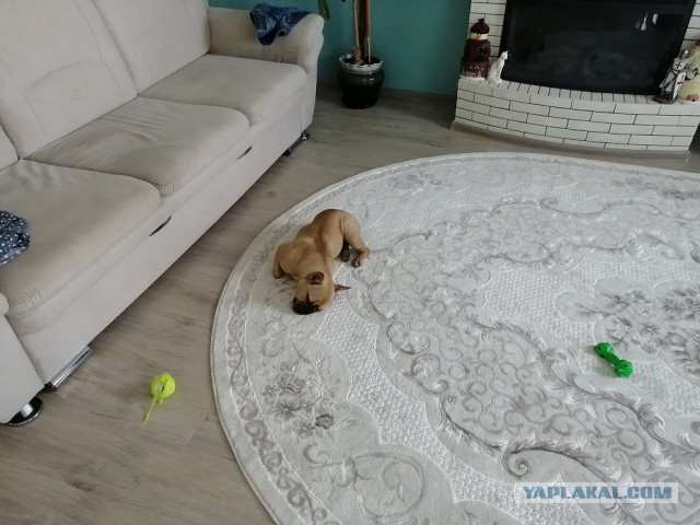 11 уставших собак