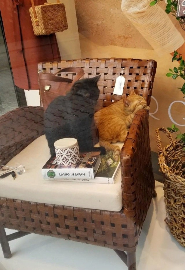Эти забавные животные