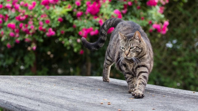 Котовторник